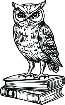 owl on a white background