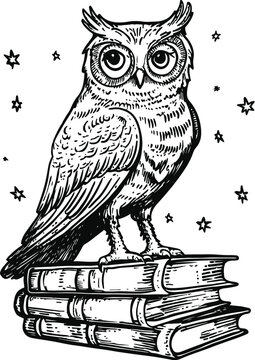 owl on a white background