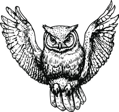 owl on a white background