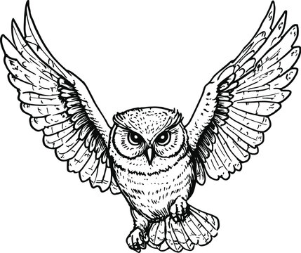 owl on a white background