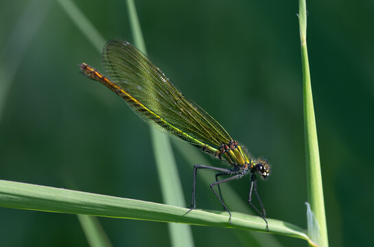 A banded damselfly (Calopteryx splendens) sits on a long stalk. The insect can be seen from the side. The dragonfly is sitting in the reeds