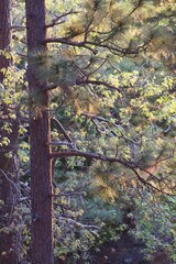 Sunlight golden hour sunset light hitting green trees foliage in forest in Idyllwild San Jacinto mountains california