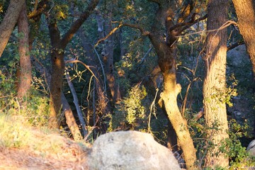 Sunlight golden hour sunset light hitting green trees foliage in forest in Idyllwild San Jacinto mountains california