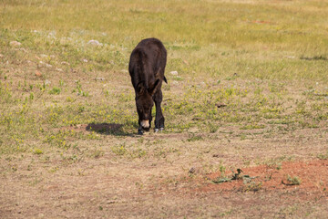 Wild burro foal in a meadow
