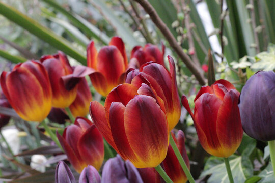 red and yellow tulips