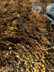 Colorful reflection in the moving surface of the water. Transparent water. Sandy bottom. Brilliant rays of sunlight. Spring in the wilderness. Abstract textured background