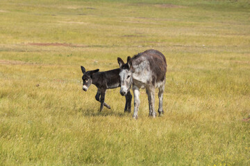 Wild burro foal with mother
