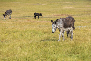 Wild burros in a meadow