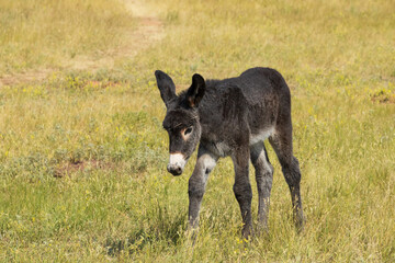 Wild burro foal in a meadow