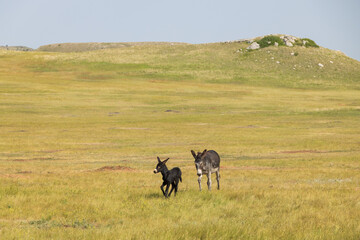 Wild burro foal with mother