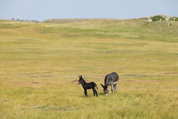 Wild burro foal with mother