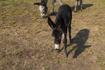 Wild burro foal with mother