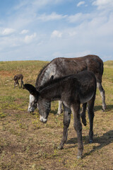 Naklejka premium Wild burro foal with mother
