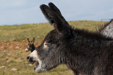 Wild burro foal yawning