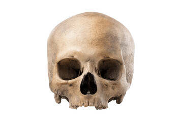 Fototapeta premium Detailed human skull on black background highlighting bone structure, cut out