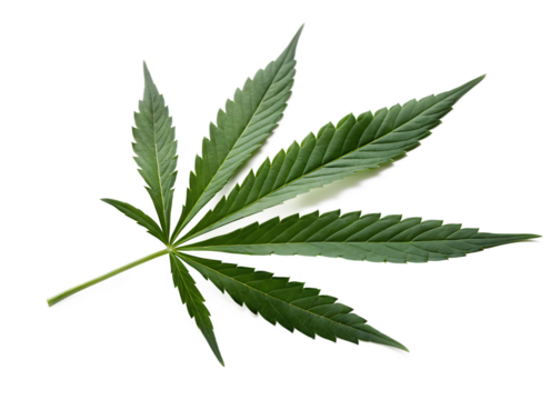 a green leaf of cannabis inflorescence isolated on white background PNG