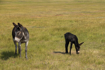 Wild burro foal with mother