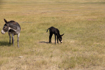 Wild burro foal and mother in a meadow