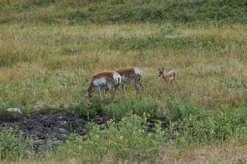 Pronghorn in the meadow
