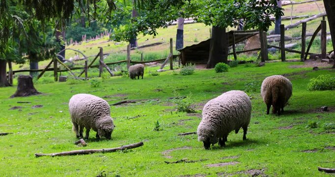Sheep and goats graze in a barnyard