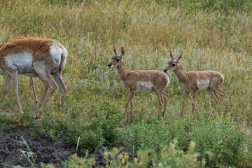 Pronghorn in the meadow
