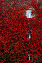 Window framed by red ivy on brick wall. Autumn foliage, urban architecture blending with nature,...