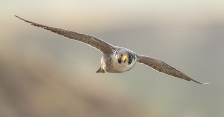 Peregrine Falcon (Falco peregrinus anatum)