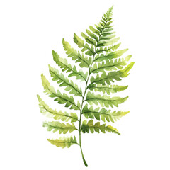 A Fern Plant, watercolor clipart vector, high quality, isolated on a white background.