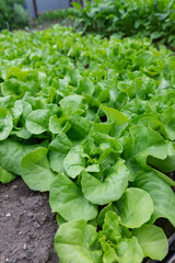 Top-down macro image of lush green lettuce heads growing naturally, showcasing the healthy crisp texture of leaves for stock photography focused on agriculture, organic food, or garden produce