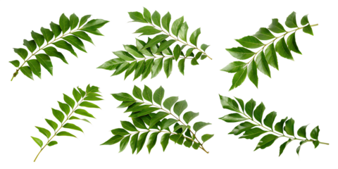   curry leaves isolated on white background PNG