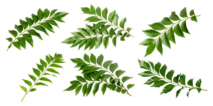   curry leaves isolated on white background PNG