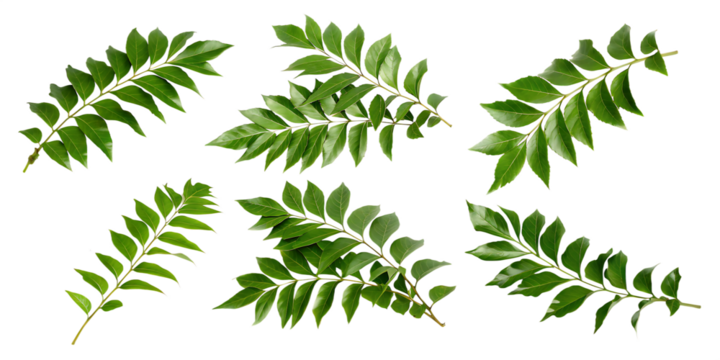   curry leaves isolated on white background PNG