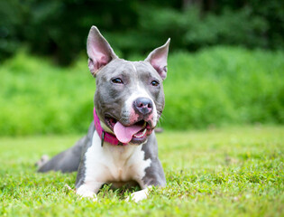 A happy Pit Bull Terrier mixed breed dog lying in the grass