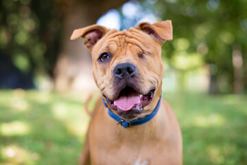 A one-eyed Shar Pei mixed breed dog