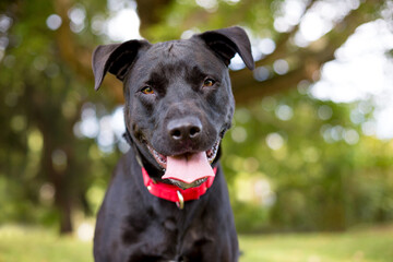 A happy black Labrador Retriever mixed breed dog