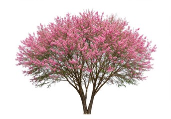 Pink flower tree isolated on white background