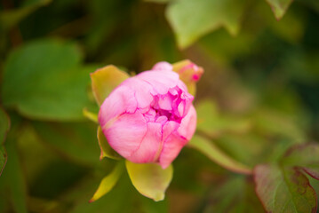 pink rose flower
