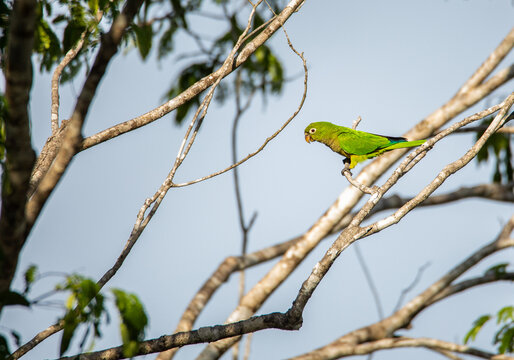 Colorful green parrot perched in a tree of the Yucatan jungle with green leaves and cloudless blue sky in the blurry background