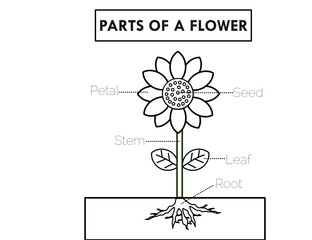 Parts of a flower or sunflower.Diagram of anatomy.Petal, seed, stem, leaf and root.Trace and coloring book.Worksheet for kids or preschool for practice.Kindergartens activities.Vector illustration.