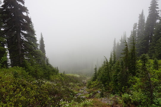 fog in the forest