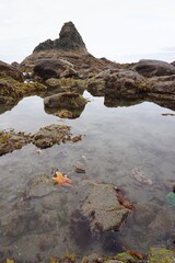 Starfish On the Coast