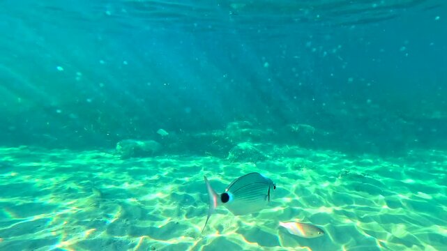 Fauna marina en la playa de la Reneg&aacute; en benicassim