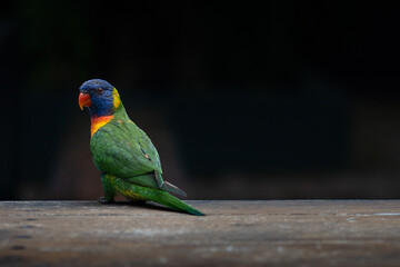 Parrot on Magnetic Island.