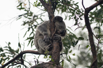 Koala on Magnetic Island.