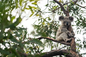 Koala on Magnetic Island.