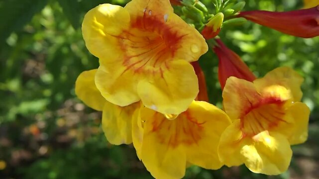 Yellow elder