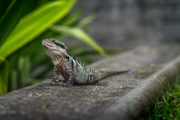 Lizard in Brisbane.