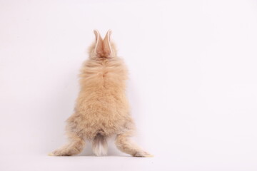Lovely healthy bunny easter fluffy baby white rabbit, Cute baby rabbit eat carrots with a shopping cart of vetgetable on white nature background. 