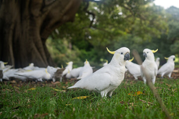 Cockatoo in the Royal Botanic Garden Sydney.