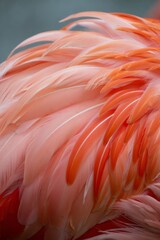 Detailed Close up of Flamingo Feathers Displaying a Range of Pink and Orange Hues and Textures